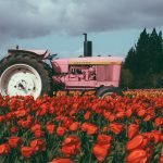 A pink tractor in a field full of beautiful colorful tulips